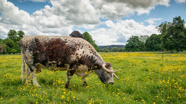 Longhorn cow in buttercup field